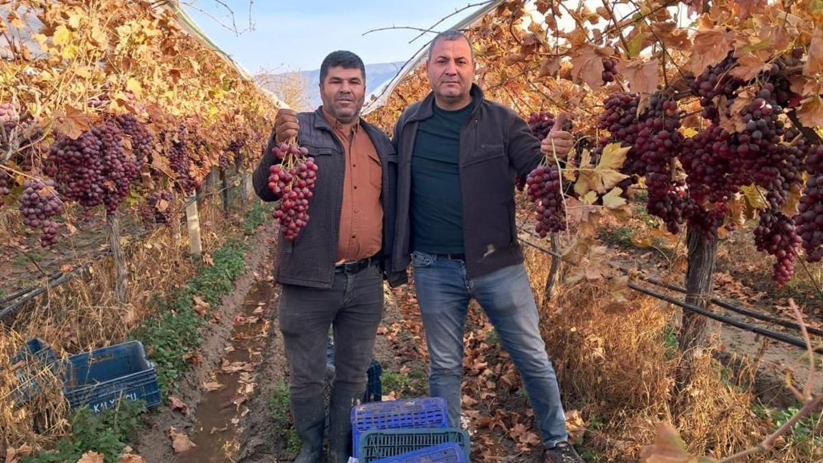 Manisa’da yeni yılın üzümleri depodan değil bağdan