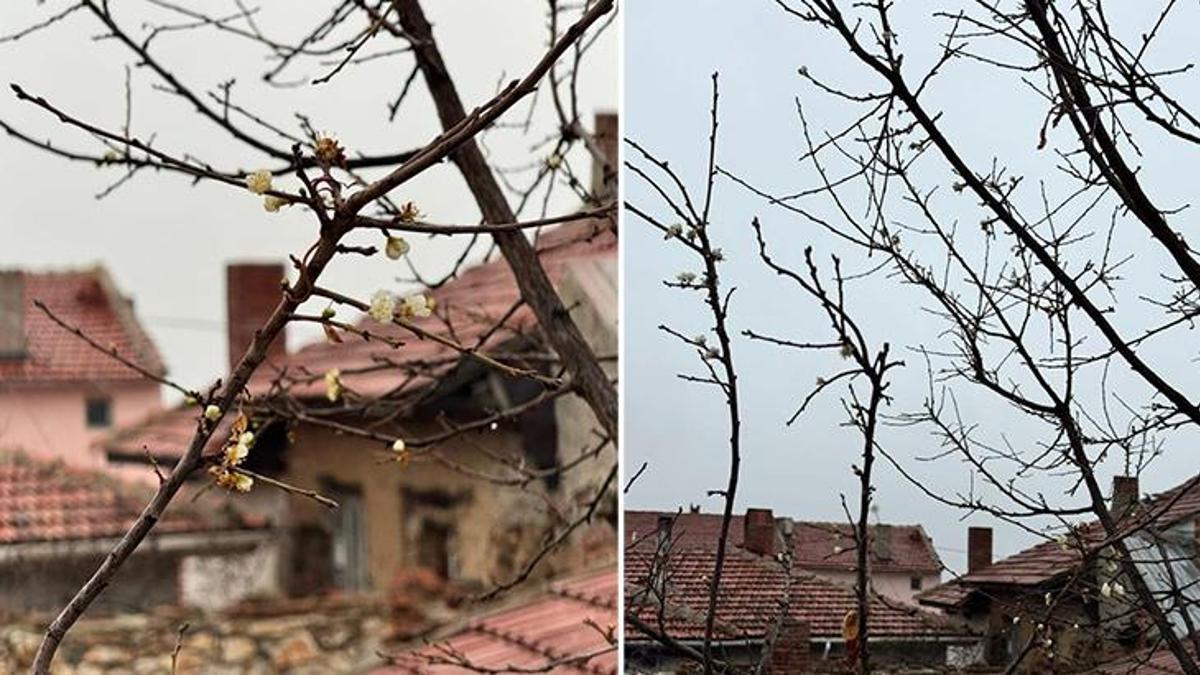 Eskişehir’de kayısı ağacı aralık ayında çiçek açtı