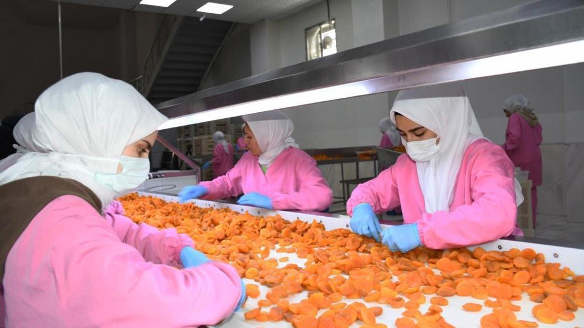 Türkiye için önemli bir tarım ürünü! Milyonlarca dolar gelir elde ediliyor