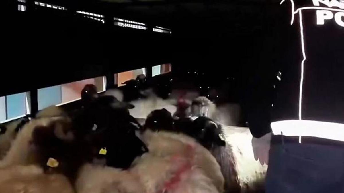 Siirt'te akılalmaz uyuşturucu sevkiyatı! Küçükbaş hayvanlar kullanıldı