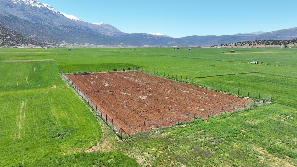 Antalya'da 26 tane kuruldu: Çiftçinin bulduğu ürün gelir kapısı oldu!