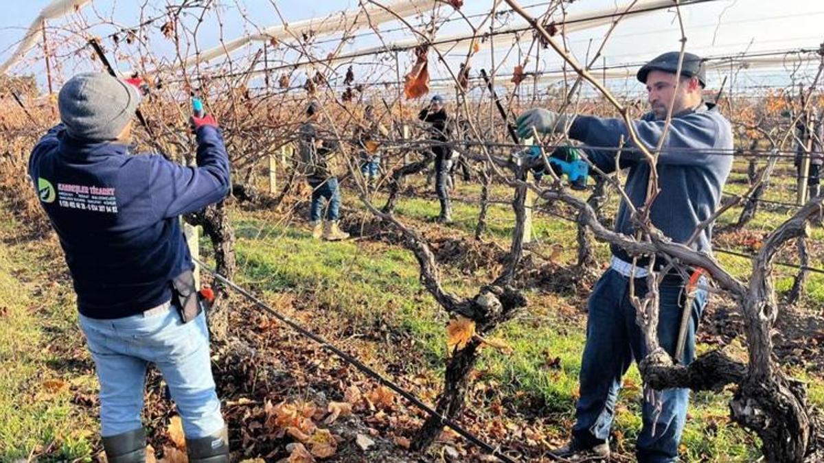 Denizli’de bağlar hareketlendi! Tescilli ürün için kritik döneme girildi