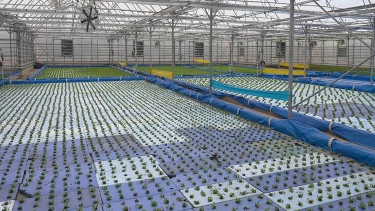 Dünyada sadece Çin'de var, Türkiye'de ilk olacak! …