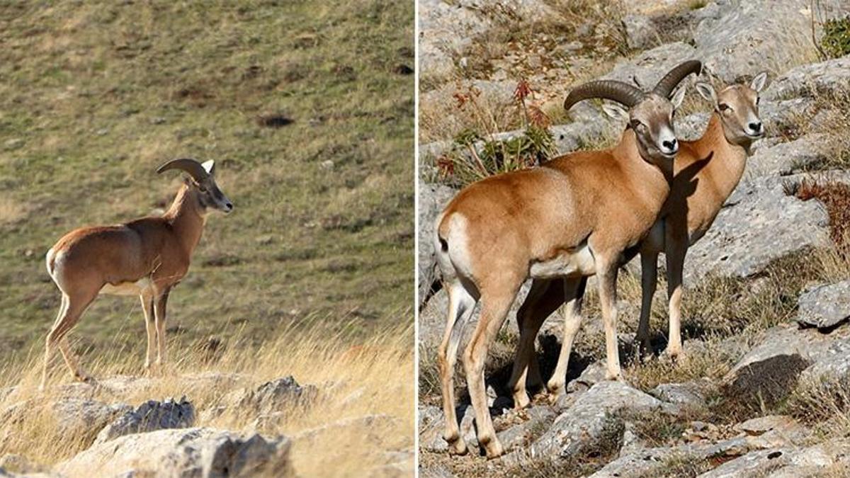 Dünyada sadece burada yaşıyor! Anadolu’nun saklı hazinesi Afyonkarahisar’da ortaya çıktı
