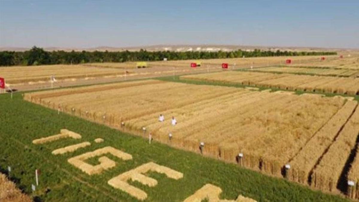 254 Adet TİGEM İŞÇİ ALIMI: Tarım İşletmeleri Genel Müdürlüğü sürekli işçi alımı ne zaman?, Hangi illere personel alınacak?, Başvuru şartları ve kadro dağılımı neler?