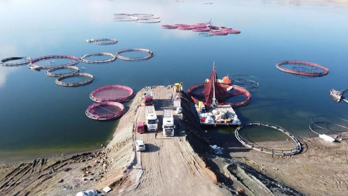 Yozgatlı üretici servet yetiştiriyor! Rusya ve Japonya peşine düştü: Talep katlanıyor