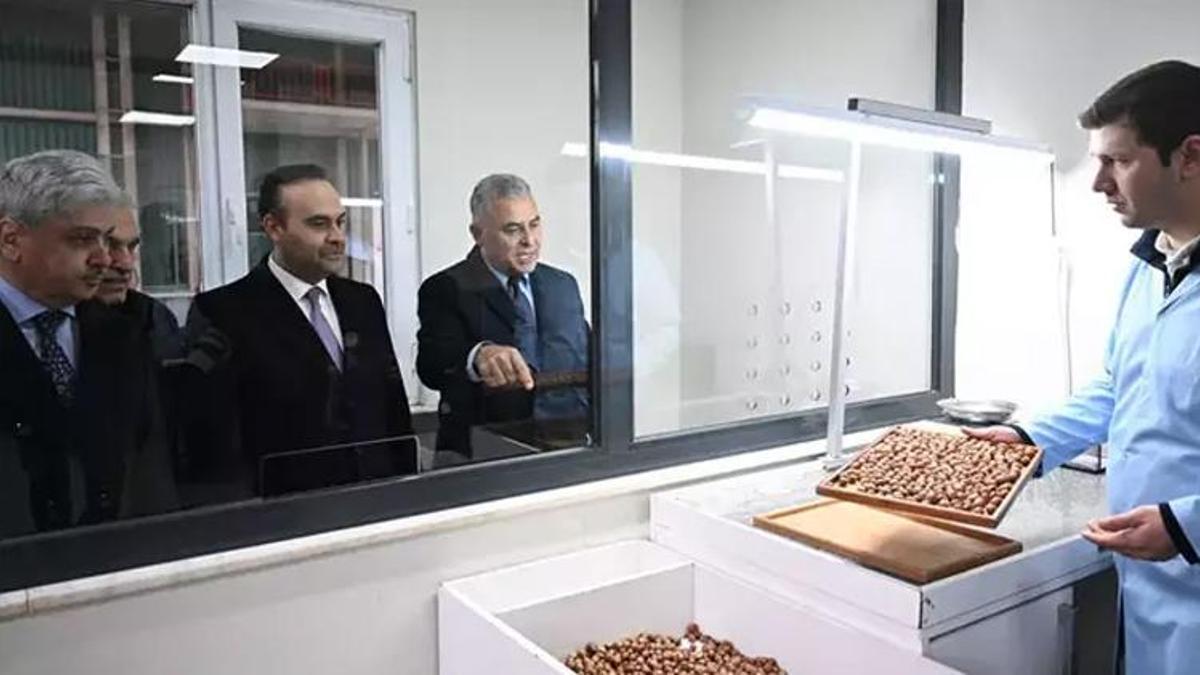 Sakarya’da 52 milyon dolarlık dev proje: Fındık kabuğundan aktif karbona