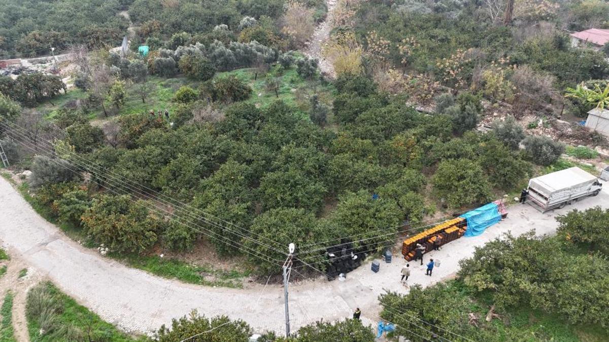 Tarla fiyatı 2 TL'ye kadar düştü! Üreticilerinden market fiyatlarına tepki