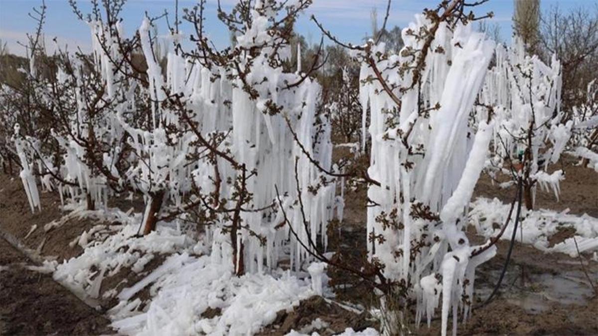 Adana'da zirai don uyarısı! Ziraat odası açıkladı: 2 - 3 - 4 Ocak'a dikkat!