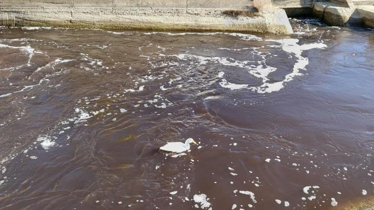 Mersin'de 3 yıl öncesi akıllara geldi: Göksu Nehri'nde görüldü