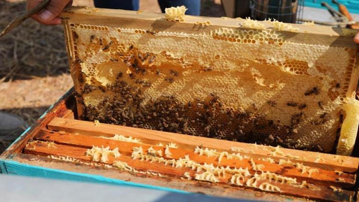 Coğrafi işaret tescili tamam! Dünya pazarına açılıyor