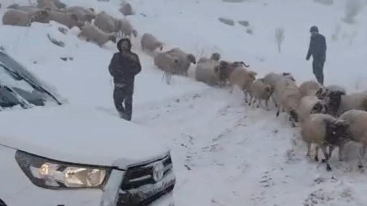 Adıyaman'da karda mahsur kalan çoban ve 800 küçükbaş hayvan kurtarıldı
