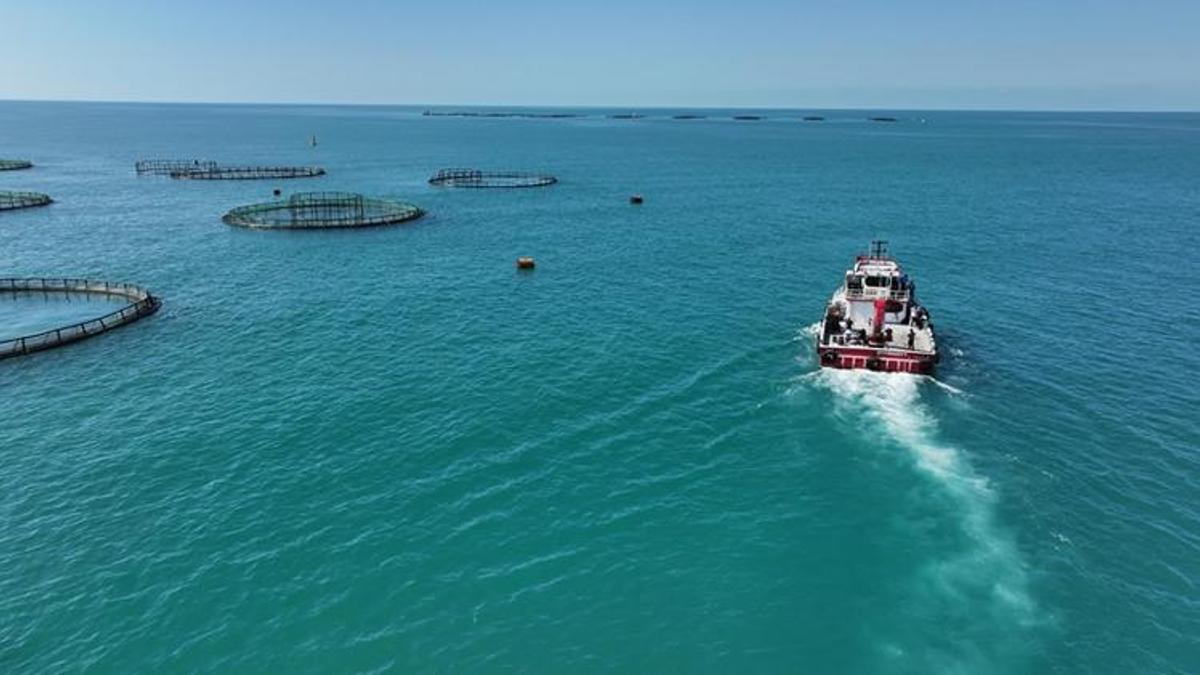 Türkiye'de 2025'te balık üretiminde cumhuriyet tarihinin rekoru kırıldı