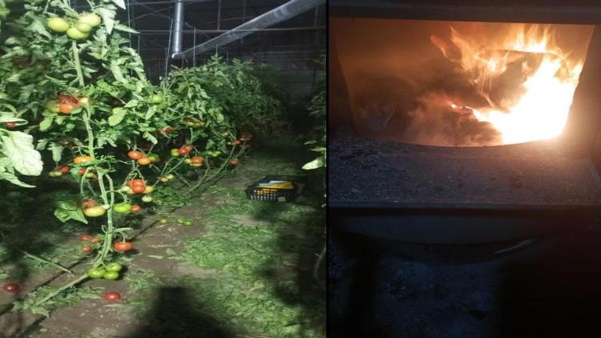 Antalya zirai don alarmı: Seralarda zorlu nöbet başladı! Bazı ürünleri don vurdu