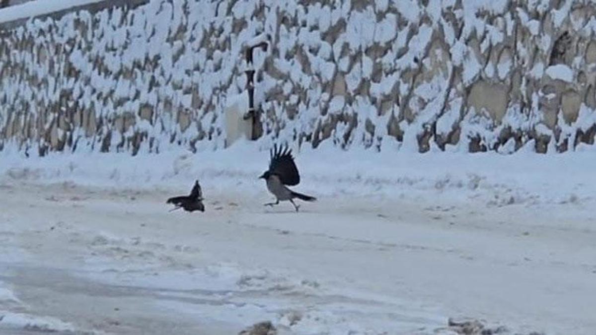 Malatya'da ilçe beyaza büründü, aç kalan kargalar sokaklara indi