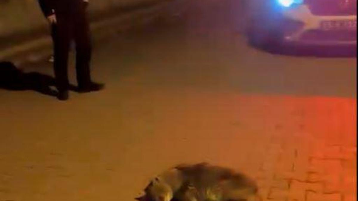 Samsun'da bitkin halde bulunan yavru çakal, tedaviye alındı