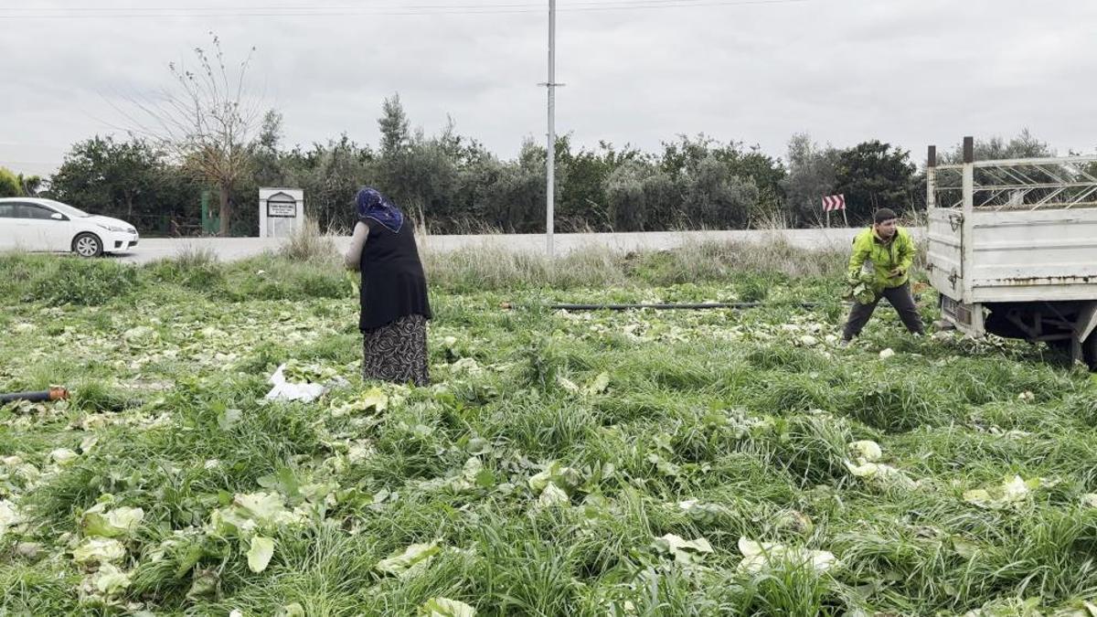 Marul maliyetini karşılamadı! Üretici çareyi bedava dağıtmakta buldu