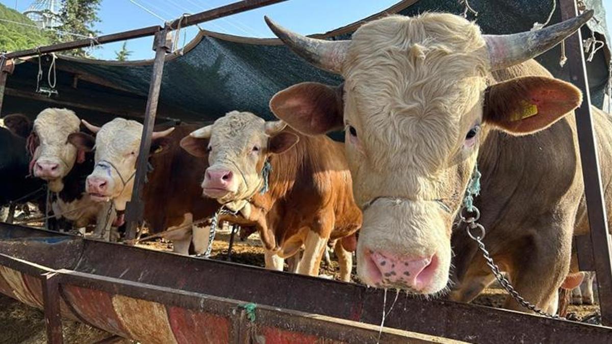 2026 besilik hayvan ithalatı başvuruları başlıyor! İşte başvuru tarihleri ve şartlar