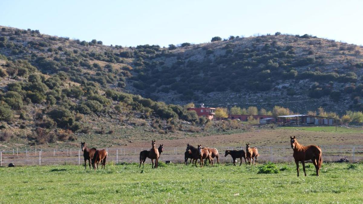 Şanlıurfa, Bursa ve Adana'da yetişenler bambaşka oluyor! Kozan'da en ucuzu 1 milyon liradan başlıyor