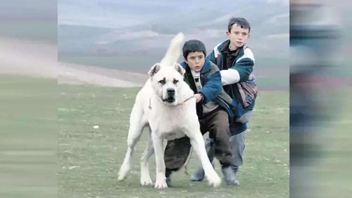 Sivas filmini ücretsiz erişme açtı