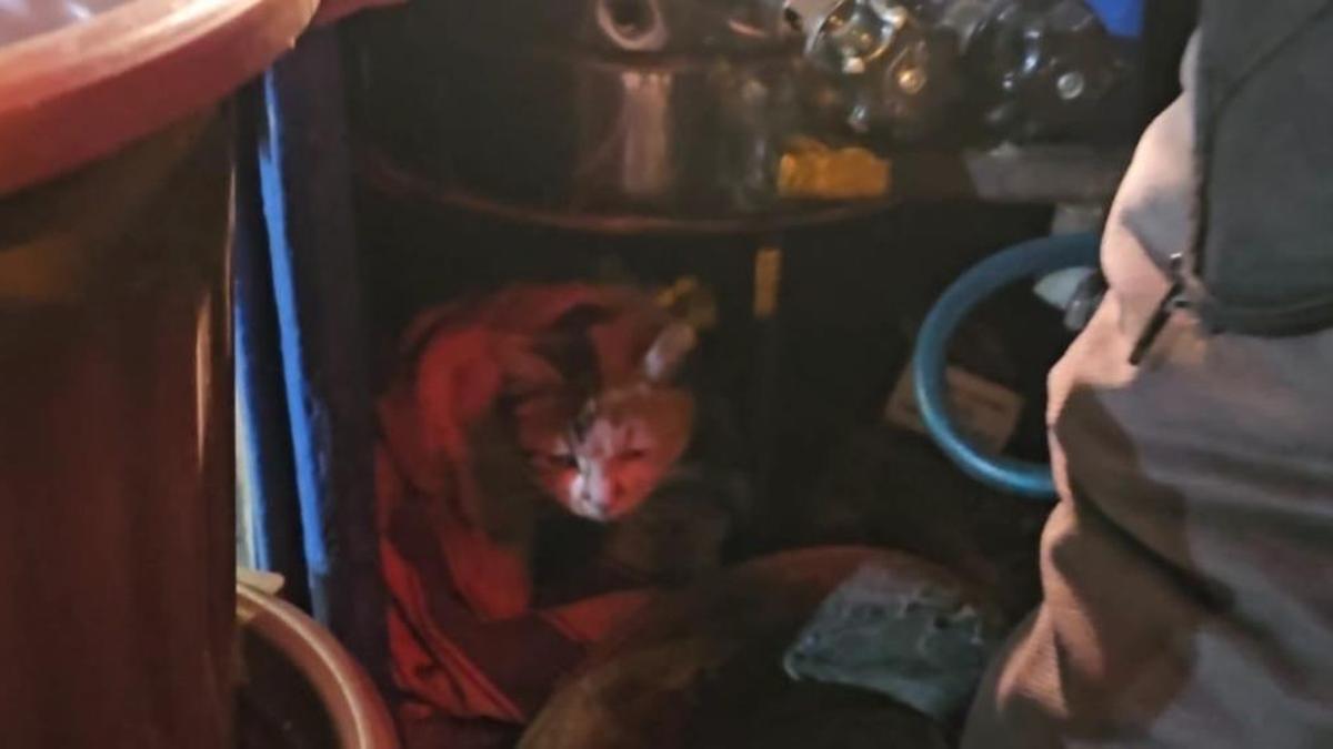 Elazığ'da yürekler ısındı: Kediye kestane kazanının önünde bakıyor