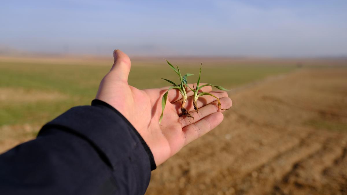 Konya Ovası’nda son yağışlar yüz güldürdü