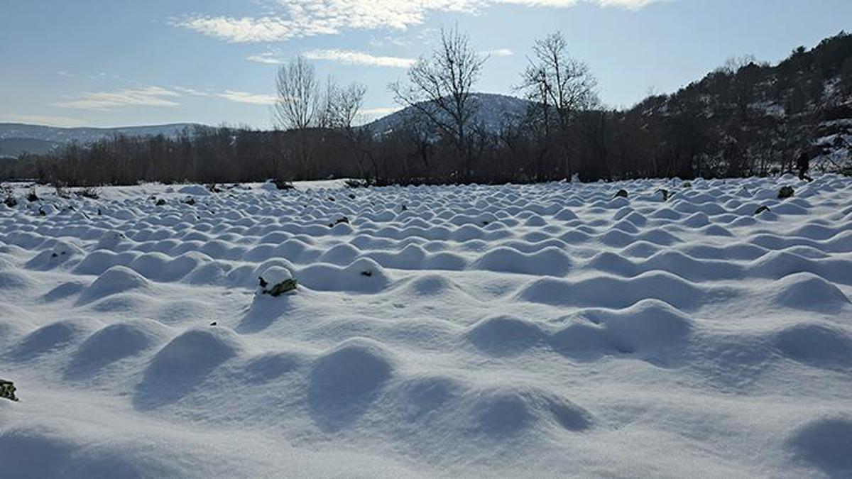 Kar örtüsünün altında hasat yapılıyor! Dondurucu soğuklardan etkilenmeden tezgahlara geliyor