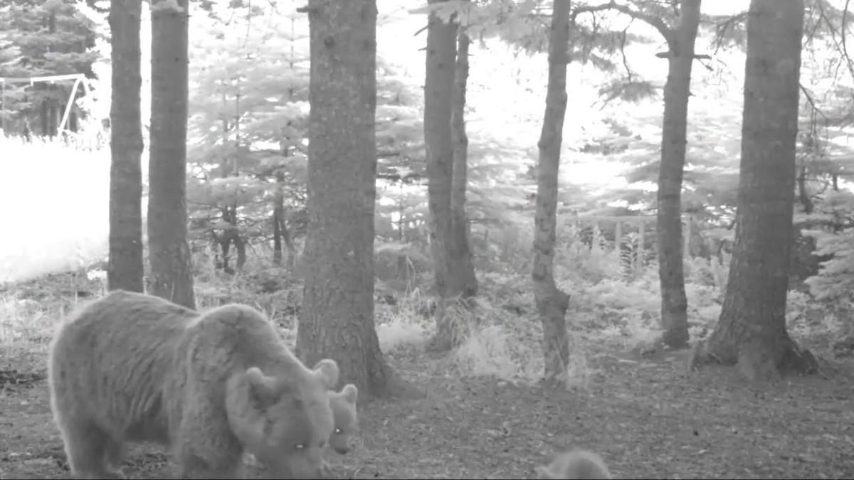 Kış uykusuna yatmayan anne bozayı, 3 yavrusuyla fotokapana yansıdı