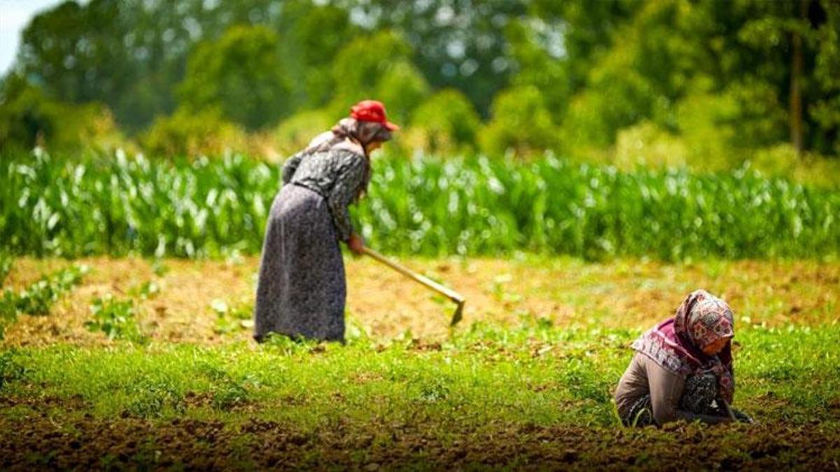 Kocaeli’de kooperatif ve birliklere yüzde 75 hibeli tarımsal destek