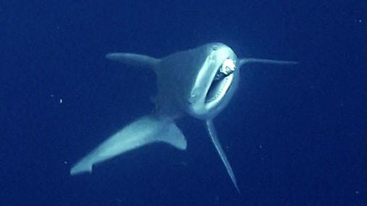 Camgöz köpek balığını dalgıçlar kurtardı