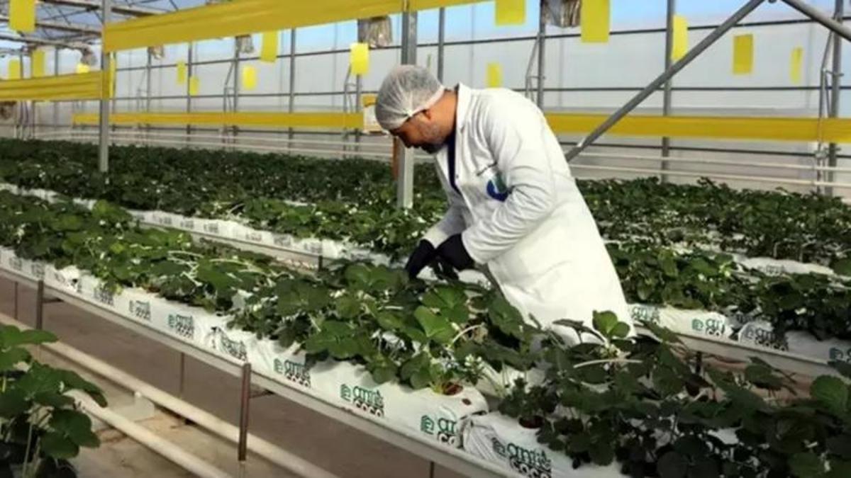 Gaziantep'te hayata geçti: 40 bin haneye ulaşıyor