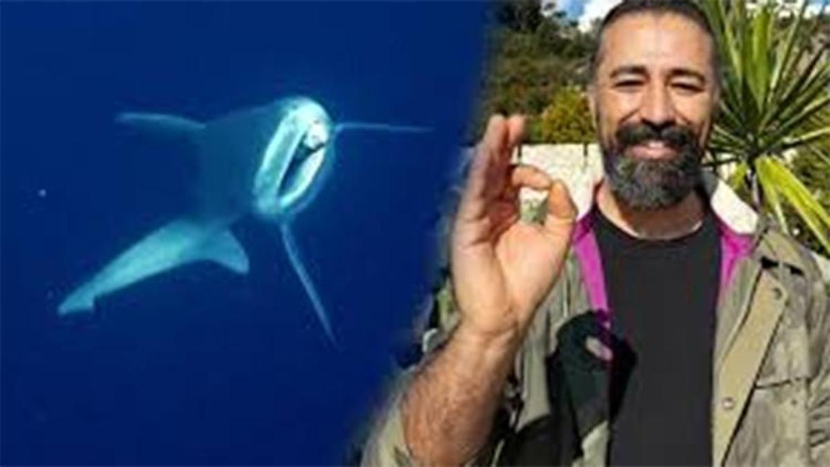 Antalya- Camgöz köpek balığını dalgıçlar kurtardı