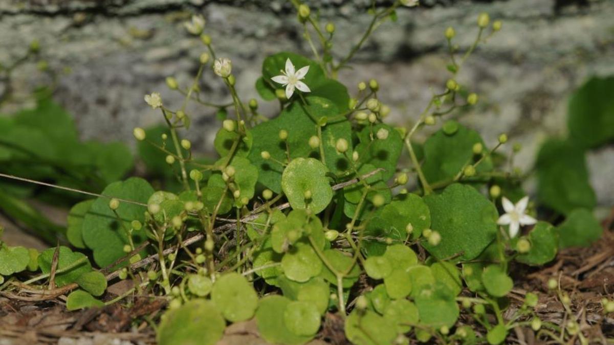 İzmir'e özgü bitki keşfedildi: 1400 metrede yetişiyor! Yıldız yapraklar ilk kez görüldü