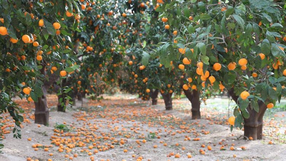 Çiftçinin bedavaya gelin toplayın dediği mandalina ağaçtan dökülmeye başladı