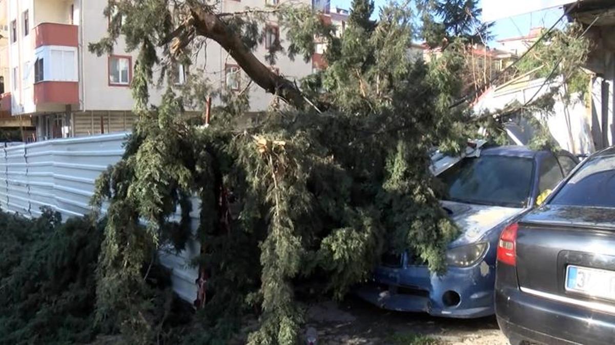 Facianın eşiğinden dönüldü! Dev ağaç otomobillerin üzerine devrildi