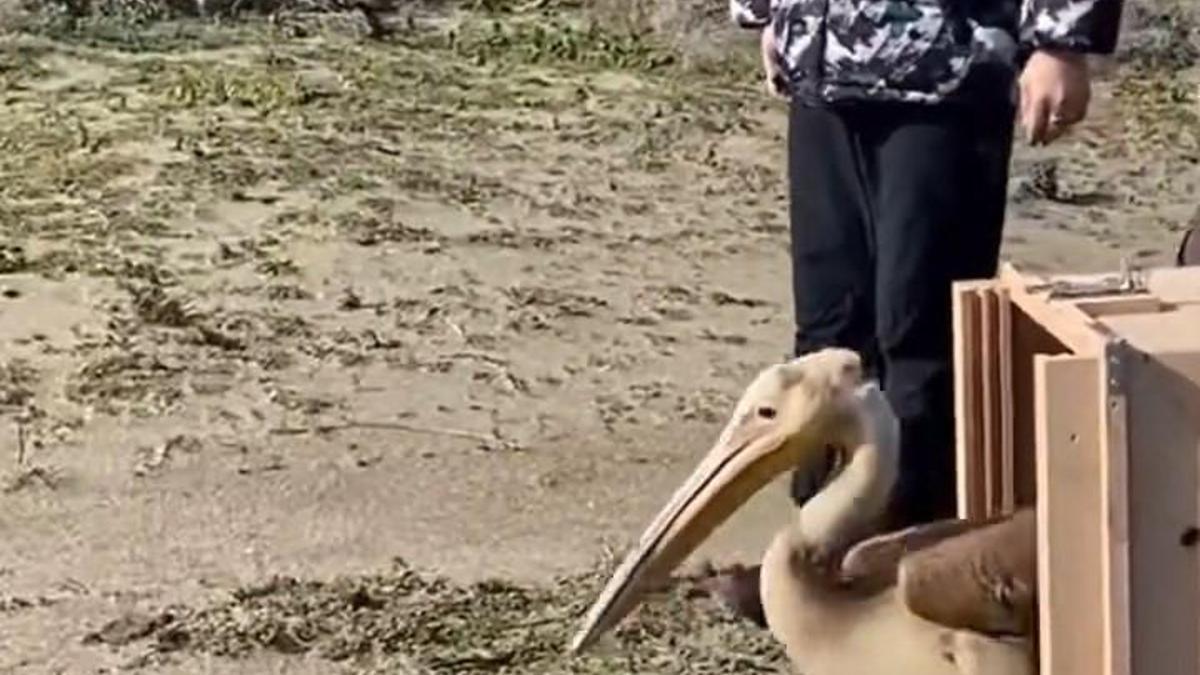 Yaralı ak pelikan 5 aylık tedavisinin ardından doğaya salındı