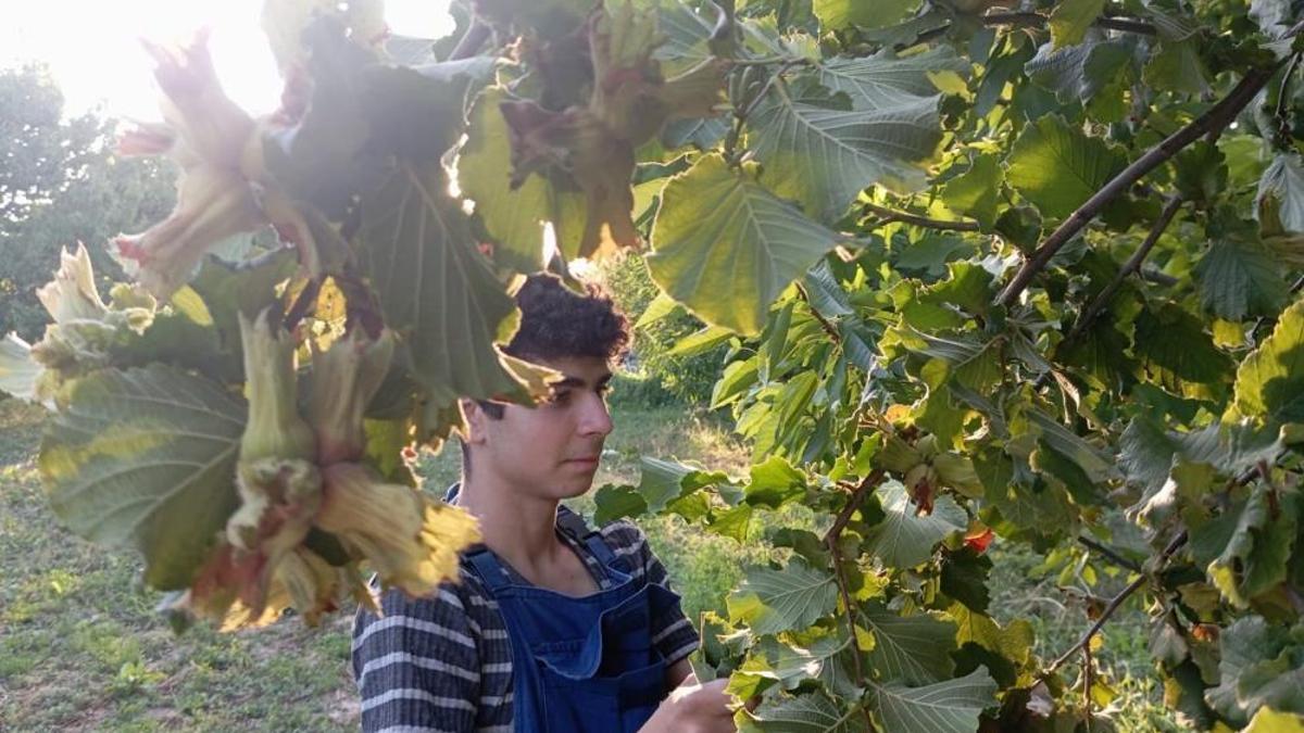 Karadeniz fındığına rakip! Destek bekliyorlar