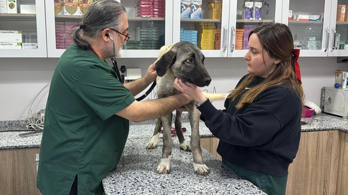 Ordu’da 10 gün içerisinde 3 sokak köpeği ‘domuz kurşunu’ ile vuruldu