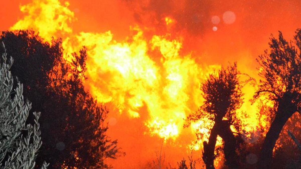 Antalya Serik'te orman yangını çıktı