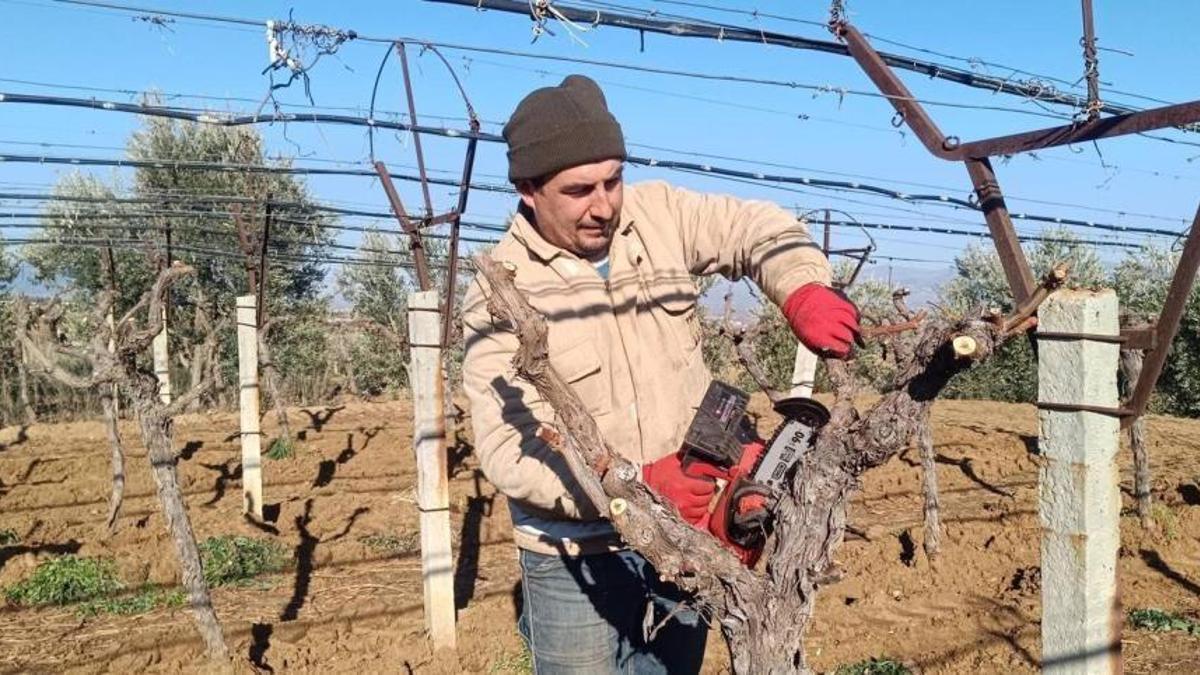 Manisa'da 8 dekar alana Avrupa'nın aradığı tohumu ekti! 8 dekar tarlada her şeyi söktü attı