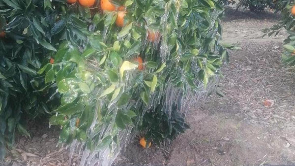 Adana'da görülmemiş hava olayı! Portakal ağaçları buz tuttu