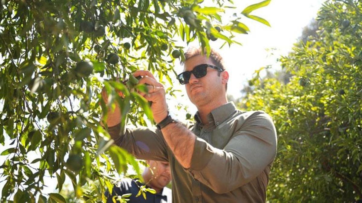 Coğrafi işaretli Bodrum Mandalini Türkiye'nin dört bir yanına ulaşıyor