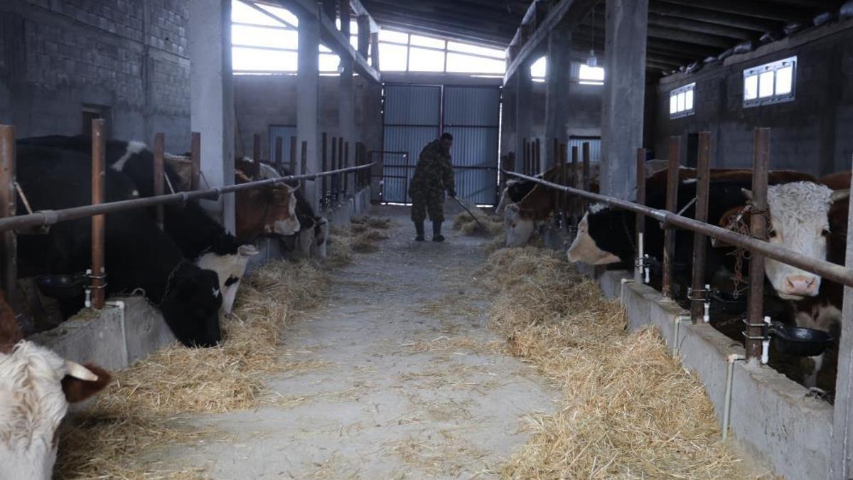 Adana'nın yeni sorunu oldu! Hayvan üreticilerinin başı dertte
