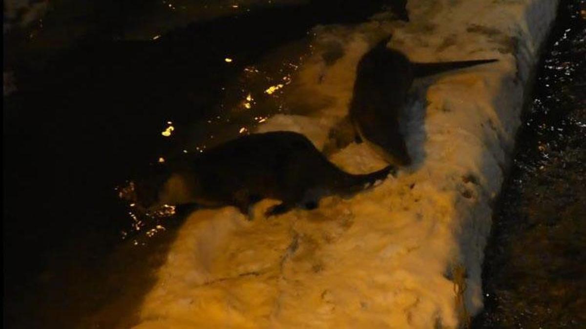 Gümüşhane Harşit Çayı’nda nesli tehlike altındaki su samurları görüntülendi