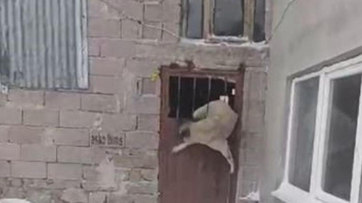 Sivas’ta ahıra girince olanlar oldu! Köpekle başladı: Köy grubuna attım