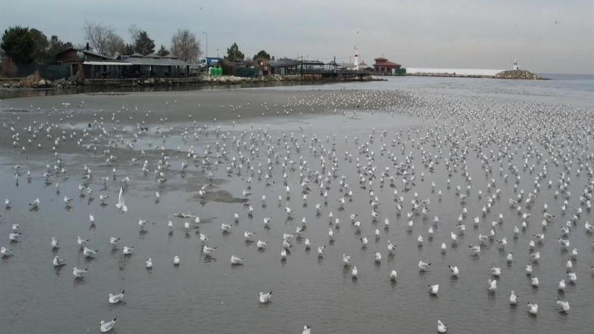 İstanbul'da deniz suyu 200 metre çekildi: Silivri ve Avcılar'da panik!