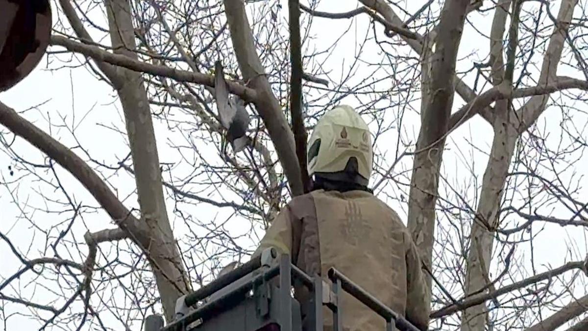 İstanbul'da güvercin operasyonu: İtfaiye müdahale etti!