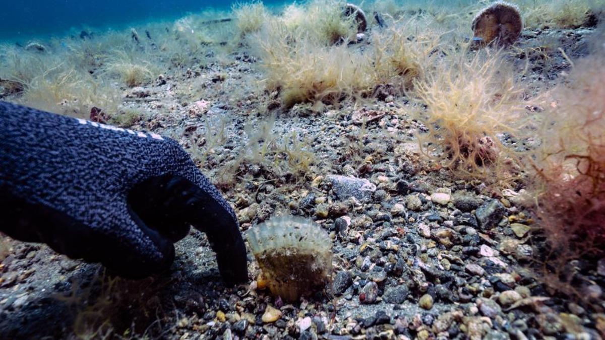 Umut oldu! Pinalar son sığınağı Marmara'da çoğalıyor