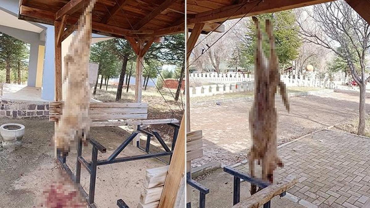 Afyon'da işkence edilerek öldürülen köpekle ilgili çok yönlü soruşturma