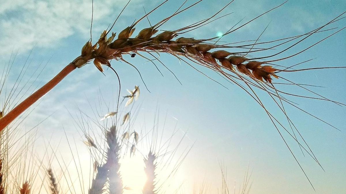 Malatya'da hangi ürüne hibe desteği verilecek? İlçe ilçe açıklandı